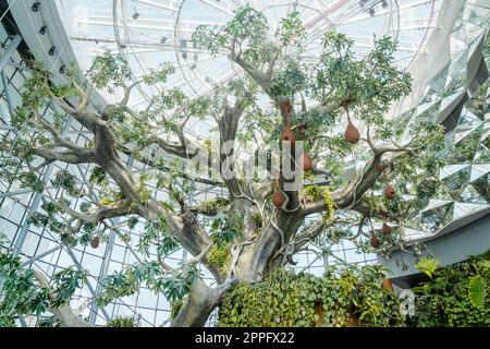 Il pianeta verde, Dubai Foto Stock