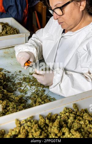 Lavoratore Femaleâ guanti che rifiniscono con forbici foglie di marijuana da cime secche Foto Stock