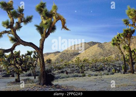 Joshua alberi sotto un cielo stellato notte nel deserto della California Foto Stock