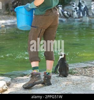 singolo pinguino in attesa di un pesce durante una sessione di alimentazione Foto Stock