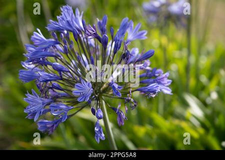 Agapanthus blu, o giglio del Nilo in Tasmania. Sfondo verde sfocato Foto Stock