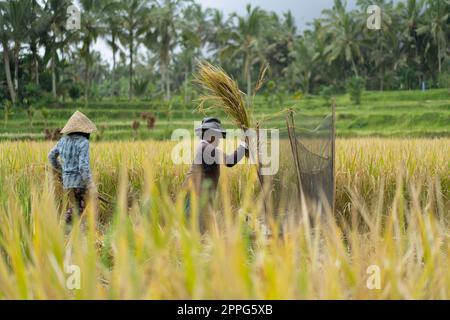 Le donne raccolgono manualmente il riso, asciugarlo. Bali. Foto Stock