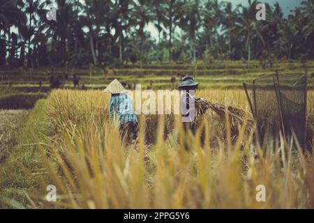 Le donne raccolgono manualmente il riso, asciugarlo. Bali. Foto Stock