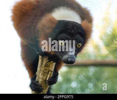 Scimmia lemuro su un ramo che guarda lo spettatore. Foto Stock