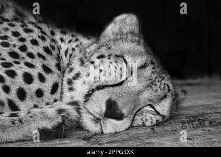 Cheetah in bianco e nero giace dietro l'erba. Pelliccia maculata. Il grande gatto è un predatore Foto Stock