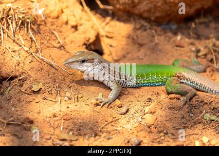 Primo piano di un corridore della giungla Verde seduto sul terreno in terra rossa, Jardim d`Amazonia, San Jose do Rio Claro, Mato Grosso, Brasile Foto Stock