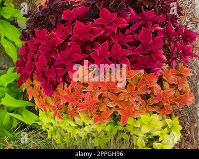 Primo piano di foglie di Coleus Foto Stock