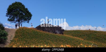 La splendida montagna di fiori diurni della parte orientale di Taiwan Foto Stock