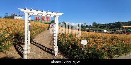 La splendida montagna di fiori diurni della parte orientale di Taiwan Foto Stock