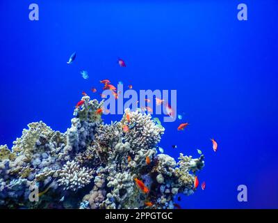 incredibile acqua blu profondo con pesci colorati sopra i coralli durante le immersioni Foto Stock