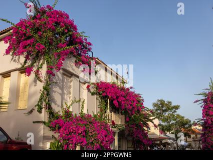 Bougainvillea rossa che sale sul muro di casa a Rethymnon, Creta Foto Stock