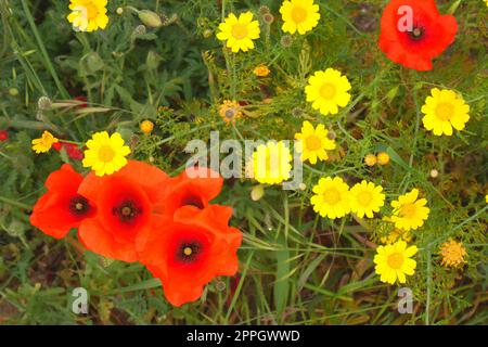 Papaveri di mais a fiori rossi (papaver rhoeas) e coronaria gialla Glebionis in un campo, Episkopi, vicino Paphos, Repubblica di Cipro Foto Stock