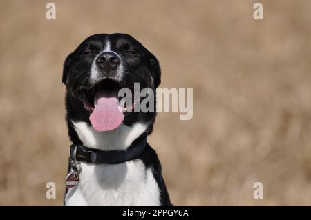 Cane di razza mista con pelliccia bianca e nera sorride alla telecamera Foto Stock