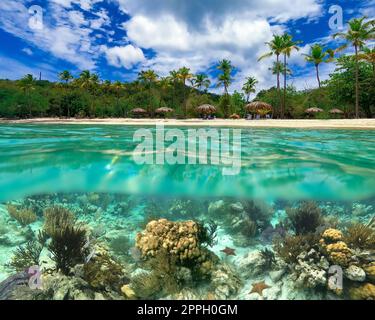 Colorata barriera corallina con molti pesci e tartarughe marine. Tour subacqueo con snorkeling al Mar dei Caraibi a Honeymoon Beach in St. Thomas, USVI Foto Stock