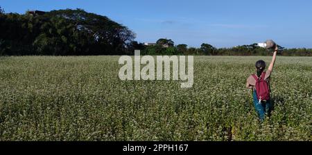 Vista soleggiata degli splendidi fiori di grano saraceno, Dayuan, Taoyuan, Taiwan Foto Stock