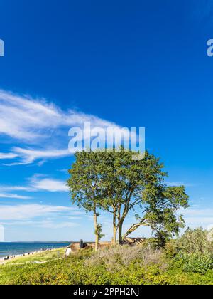 Albero e duna sulla riva del Mar Baltico ad Ahrenshoop, Germania Foto Stock
