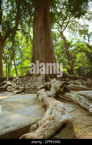 Radici cresciute sopra i blocchi di pietra di Ta Prohm tempio rovine, situato nel complesso Angkor Wat vicino a Siem Reap, Cambogia. Foto Stock