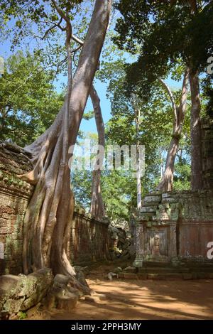 Albero gigantesco che cresce su un muro sul cortile interno delle rovine del tempio di Ta Prohm, situato nel complesso di Angkor Wat vicino a Siem Reap, Cambogia. Foto Stock