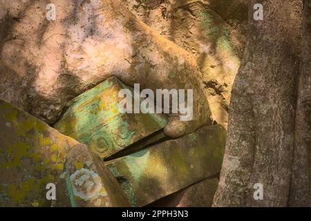 Blocco di pietra intrappolato sotto le radici surcresciute alle rovine del tempio di Ta Prohm, situato nel complesso Angkor Wat vicino a Siem Reap, Cambogia. Foto Stock