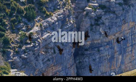 Gruppo di corvi neri che volano vicino al grande canyon a parete Foto Stock