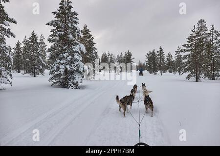 Escursione in slitta trainata da cani nella foresta artica invernale Foto Stock