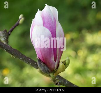 Singolo magnolia fiore soulangeana su un ramoscello nel suo habitat naturale, macro primo piano, fuoco selettivo, nessuna gente. Foto Stock