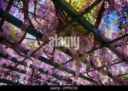 pianta di glicine con fiori come sfondo molto bello Foto Stock