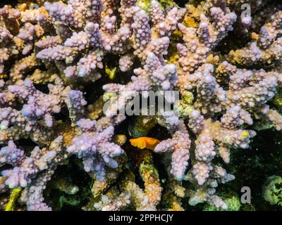 coralli rosa nel mare rosso in vacanza in egitto Foto Stock