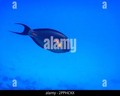 un unico ed elegante unicornfish nuota nelle acque blu profonde nel mare rosso Foto Stock