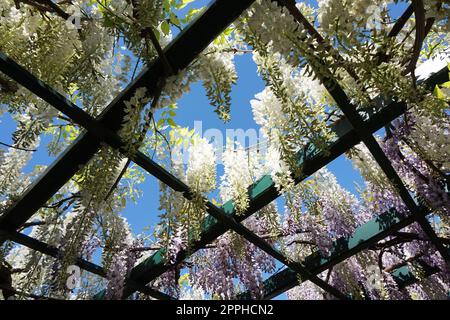 pianta di glicine con fiori come sfondo molto bello Foto Stock