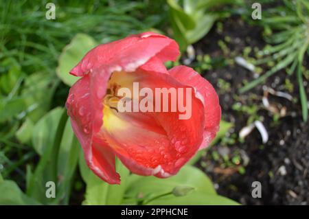 La primavera è alle porte. Foto Stock