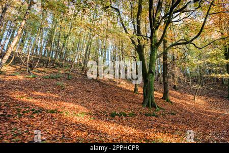 Colore autunnale delle foglie di faggio cadute in Spring Wood, Whalley, Lancashire, Regno Unito. Foto Stock