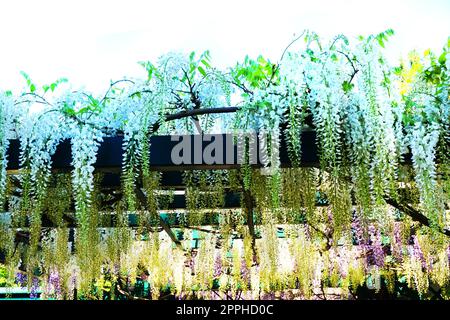 pianta di glicine con fiori come sfondo molto bello Foto Stock