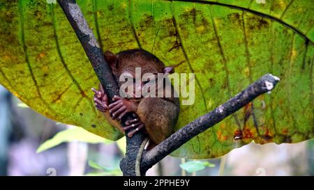 Ritratto della scimmia Tarsier (Tarsius Syrichta) sull'albero dell'isola di bohol nelle Filippine Foto Stock