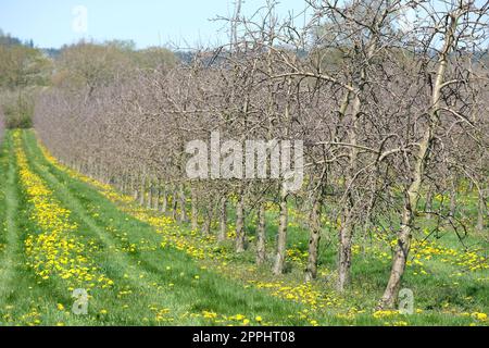 Frutteto di mele all'inizio della primavera vicino a Shobdon in Herefordshire Regno Unito Foto Stock