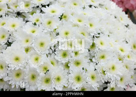 Pianta di crisantemo con bei fiori bianchi, primo piano Foto Stock