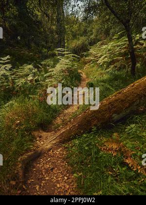 Un sentiero nella montagna attraversato da un albero della morte Foto Stock