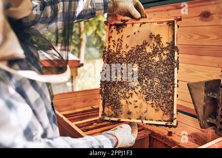 Apicoltore che lavora in apiario. Estrarre il nido d'ape dall'alveare con api sul nido d'ape. Tempo di raccolta in apiario. Apicoltura come hobby. Agricoltura Foto Stock