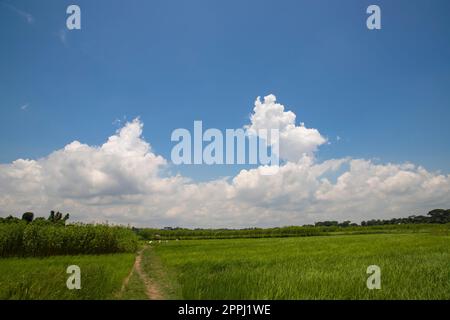 Bellissimi campi di riso verdi con cieli nuvolosi contrastanti Foto Stock