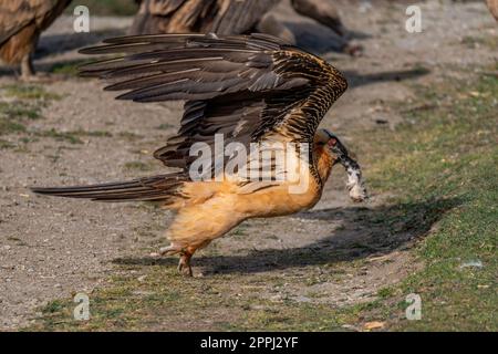l'avvoltoio bearato adulto decolora con il piede di una pecora nel suo becco Foto Stock