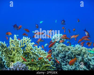 incredibile acqua blu profondo con pesci colorati sopra i coralli mentre ti immergi nei dettagli dell'egitto Foto Stock