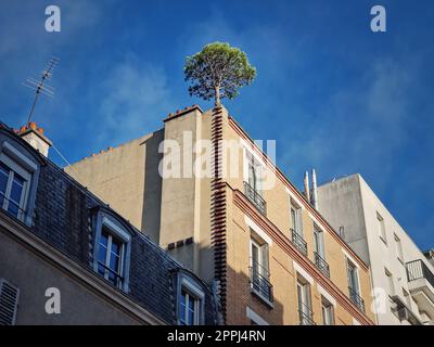 Pino che cresce sulla cima di un edificio ad Asnieres, in Francia. Ambiente cittadino, concetto di verde, potere della natura. Piante che crescono sui tetti di cemento Foto Stock