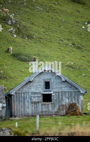 Mucca pascolo su un verde prato alpino nelle Alpi svizzere, Svizzera Foto Stock