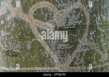 cuore scolpito nella corteccia di un vecchio albero durante l'escursione Foto Stock