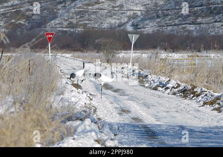 Gru a corona rossa Grus japonensis su una strada. Foto Stock