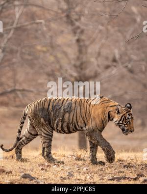 maschio selvatico tigre bengala panthera tigris cucciolo a piedi lato profilo corpo coperto di fango in uscita di fango secco stagione estiva parco nazionale ranthambore Foto Stock