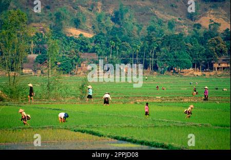 Diapositiva scansionata di una fotografia storica a colori di persone non riconoscibili che indossano cappelli di riso che raccolgono riso in un campo di riso in Vietnam Foto Stock