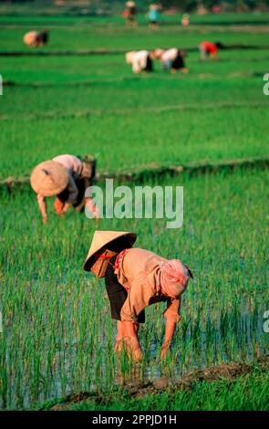 Diapositiva scansionata di una fotografia storica a colori di persone non riconoscibili che indossano cappelli di riso che raccolgono riso in un campo di riso in Vietnam Foto Stock