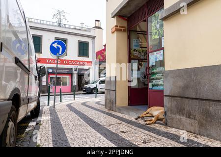 I cani dormienti si trovano all'ingresso del mercato di Funchal. Foto Stock