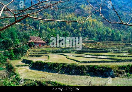 Diapositiva scansionata di una fotografia storica a colori di un paesaggio con campi terrazzati per la coltivazione del riso nel Vietnam centrale Foto Stock